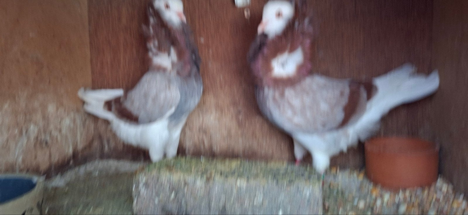 te koop sierduiven Oudhollands kapucijnen duiven zilver rood, Dieren en Toebehoren, Meerdere dieren, Overige soorten