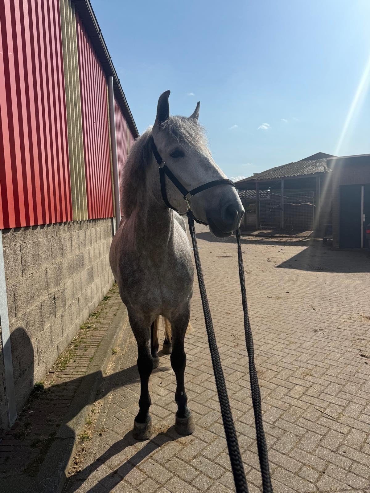 bijrijster gezocht bij flardingha ruiters, Dieren en Toebehoren