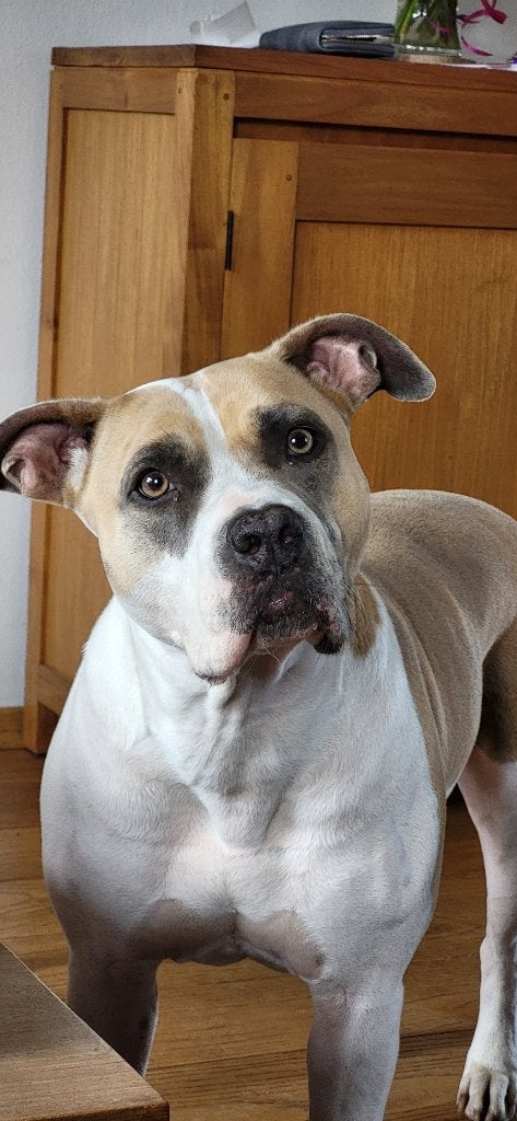 Amerikaanse Stafford Teef Ayla 8 jaar, 6 jaar of ouder, American Staffordshire Terriër, Teef, Eén hond