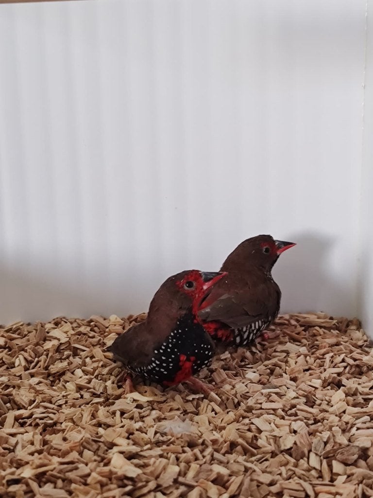 Koppel emblema picta - geschilderde astrilde, Meerdere dieren, Tropenvogel