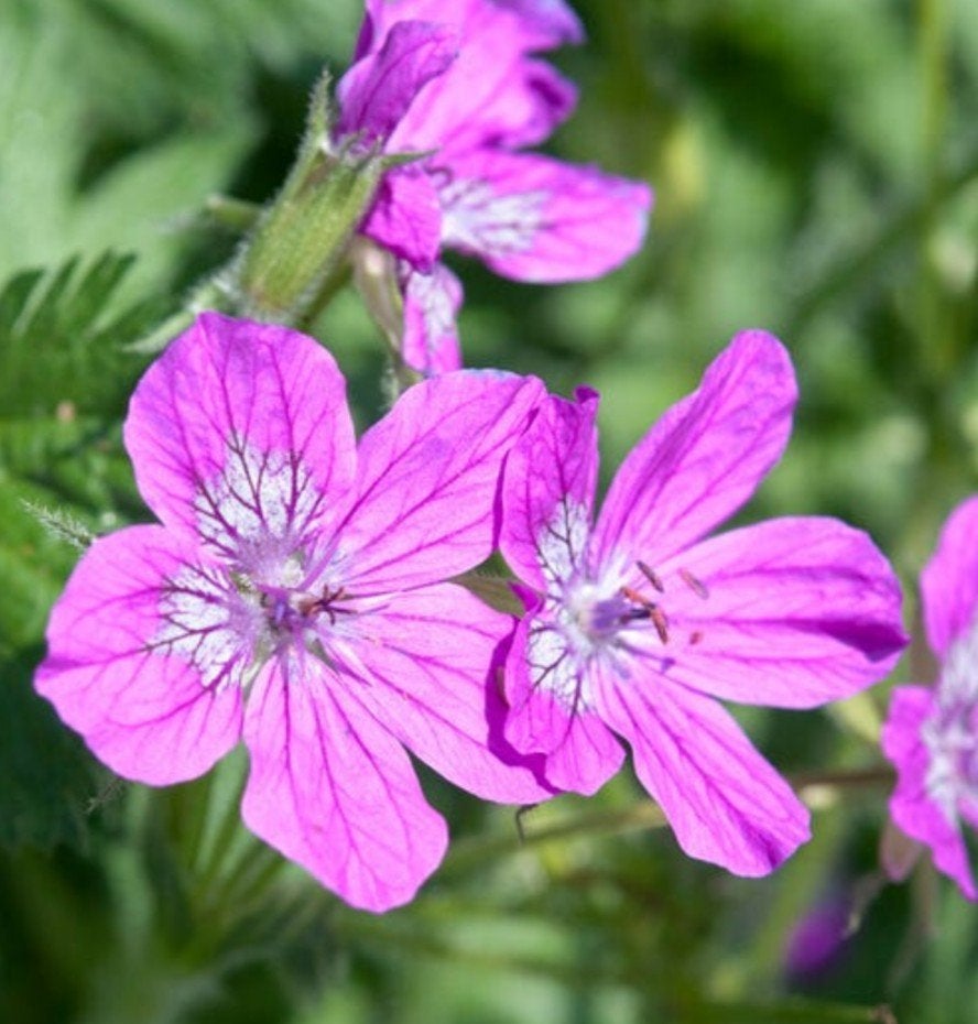 Zaden Reigersbek - Geranium Endresii, Verzenden, Voorjaar, Halfschaduw, Zaad