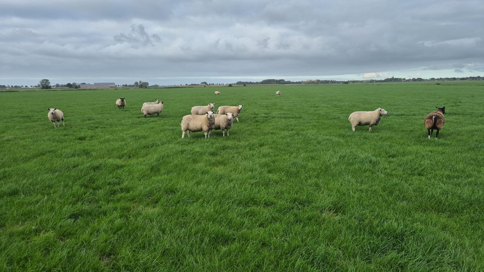 Koppel ooien tekoop, Vrouwelijk, Schaap