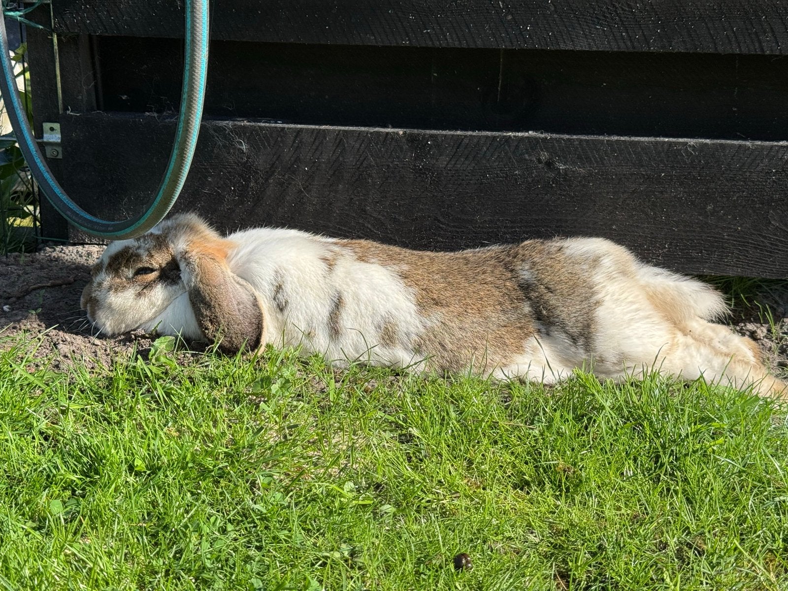 Twee konijnen, Dieren en Toebehoren, Vrouwelijk, Groot, Hangoor, 0 tot 2 jaar