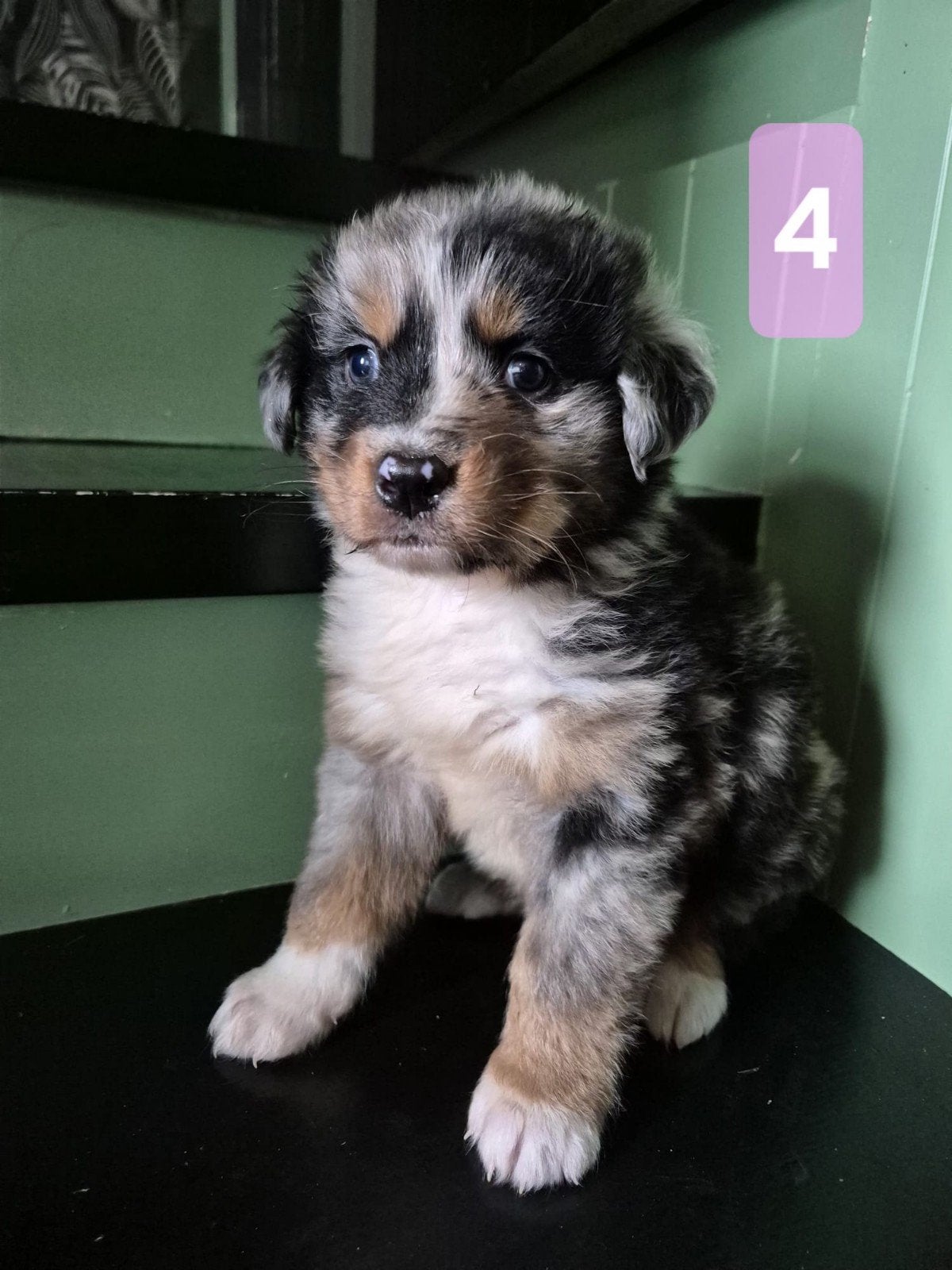 Australian shepherd x Golden retriever x Berner Sennen pups, Dieren en Toebehoren, Honden | Herdershonden en Veedrijvers, Nederland