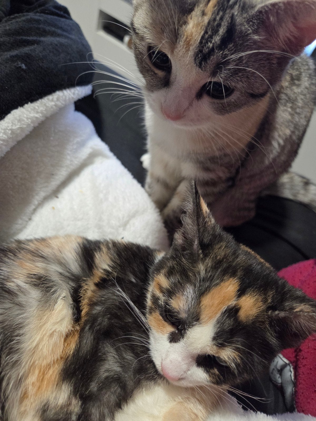 gratis kitten gezocht!, Dieren en Toebehoren, Ophalen