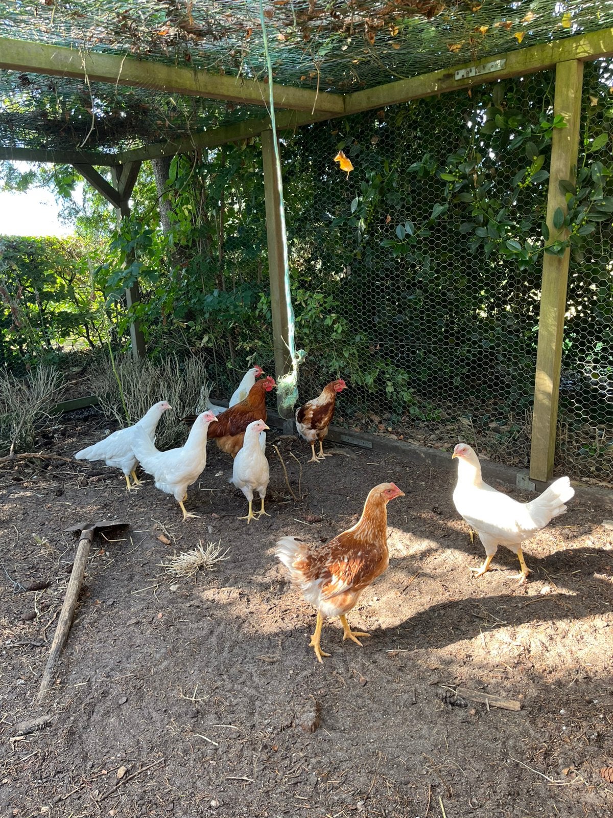 Witte legkip 12 weken, Dieren en Toebehoren, Pluimvee, Meerdere dieren, Kip