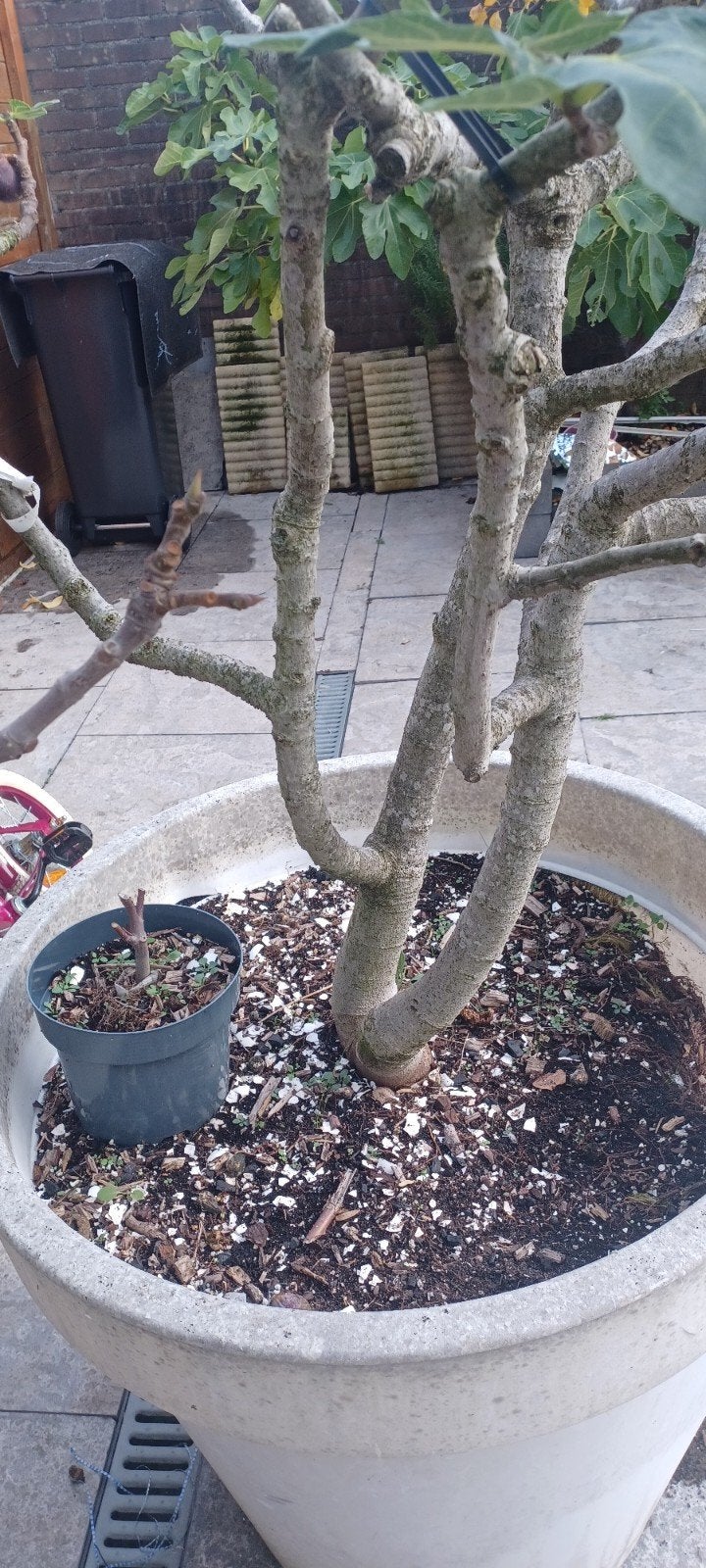 Grote vijgenboom in pot - Ficus carica, Ophalen of Verzenden