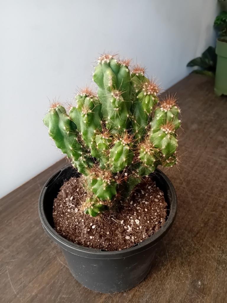 Cactus 20cm, Ophalen, Minder dan 100 cm, In pot, Cactus