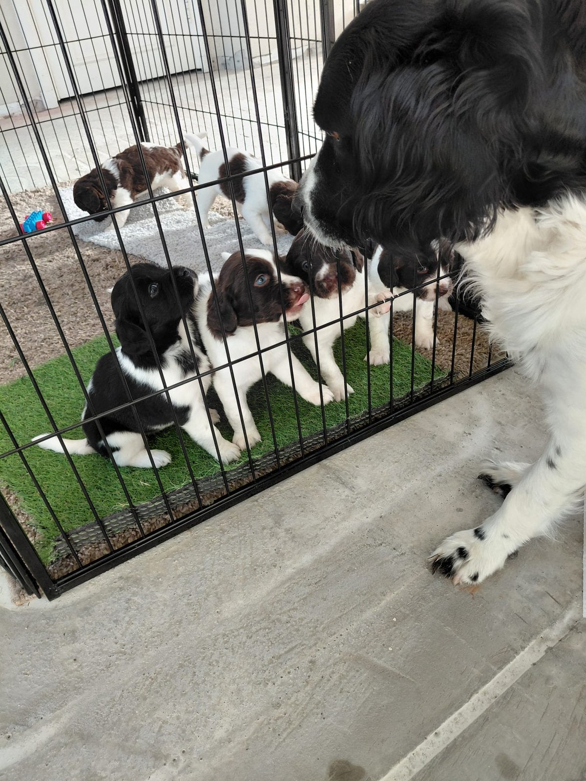 Friese Stabij Pups, Dieren en Toebehoren, 8 tot 15 weken, Meerdere dieren, Eén hond, CDV (hondenziekte)