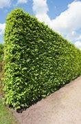 Fagus Sylvatica (groene, bladhoudende haagbeuk) div. maten, Ophalen, Overige soorten, Halfschaduw