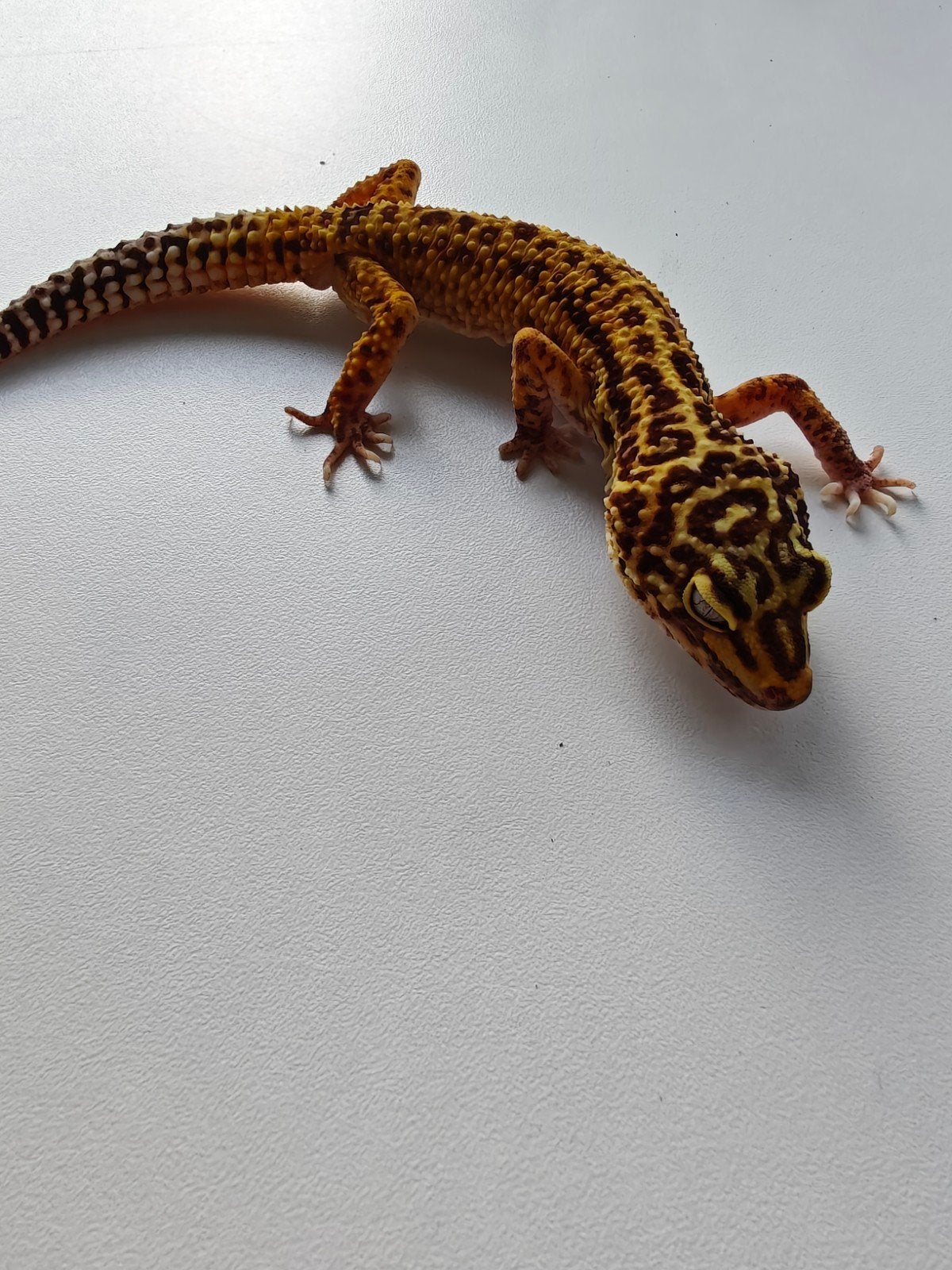 Mooie goudgele luipaardgekko te koop Leopard Gecko photo 3