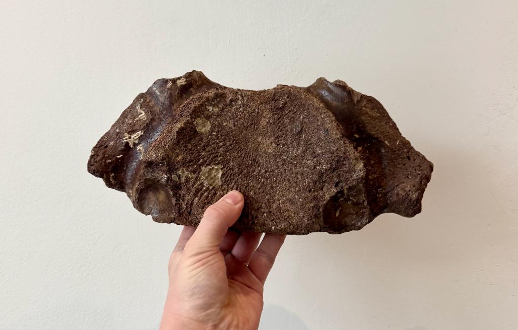 1e Borstwervel Mammoet Fossiel, Verzamelen, Mineralen en Fossielen, Ophalen of Verzenden, Fossiel