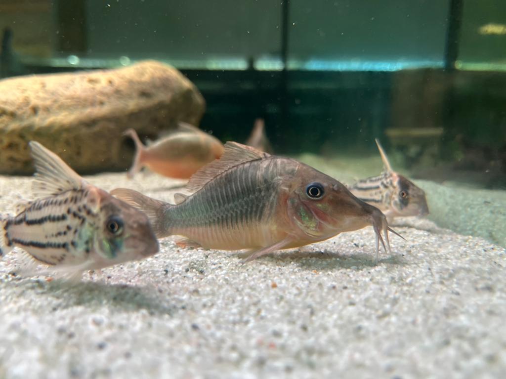 Brochis multiradiatus corydoras, Vis