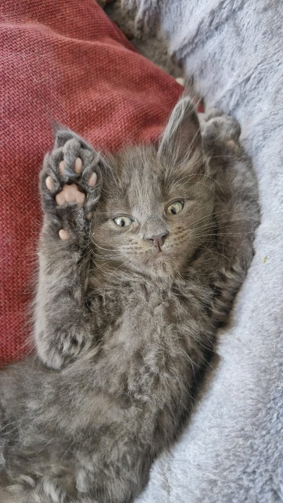 Maine Coon Kittens, Meerdere dieren, Ontwormd, 0 tot 2 jaar