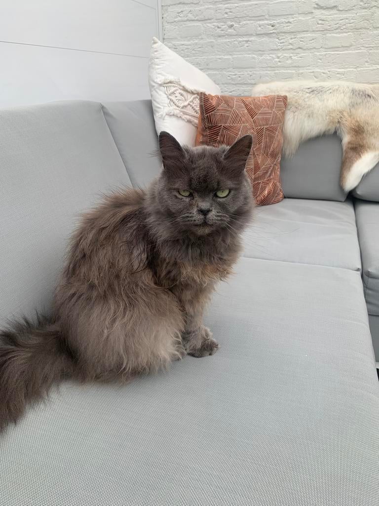 Heel lieve poes (Saartje) van  5 jaar oud., Dieren en Toebehoren, Katten en Kittens | Raskatten | Korthaar, Poes, 3 tot 5 jaar