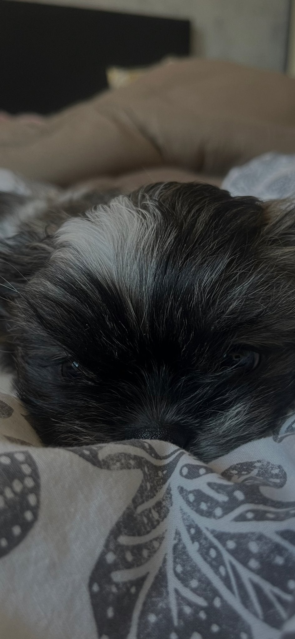 Lieve Shih Tzu reu Binkie zoekt een nieuw, liefdevol thuis ️, Dieren en Toebehoren, HCC (leverziekte), 15 weken tot 1 jaar, Eén hond