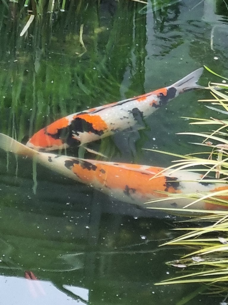 Koi's tekoop, Dieren en Toebehoren, Karper of Koi