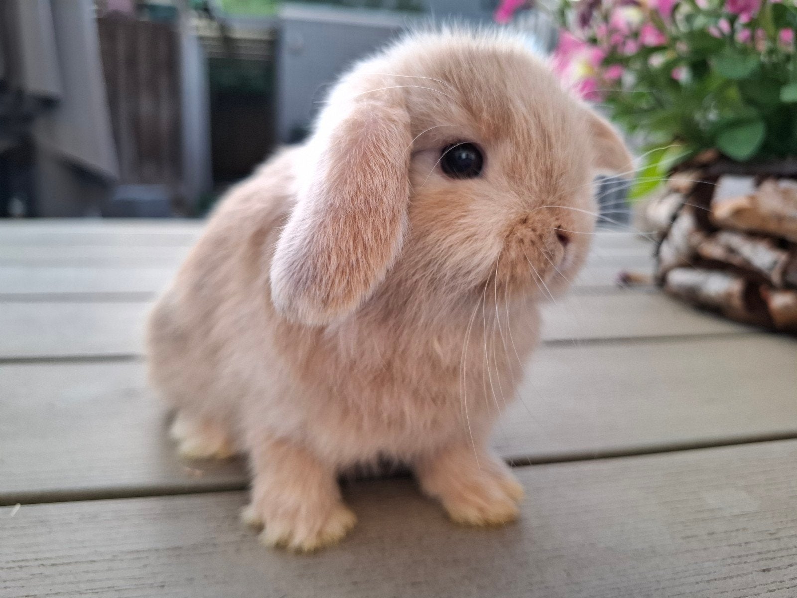Minilop voedstertje Japanner bruin