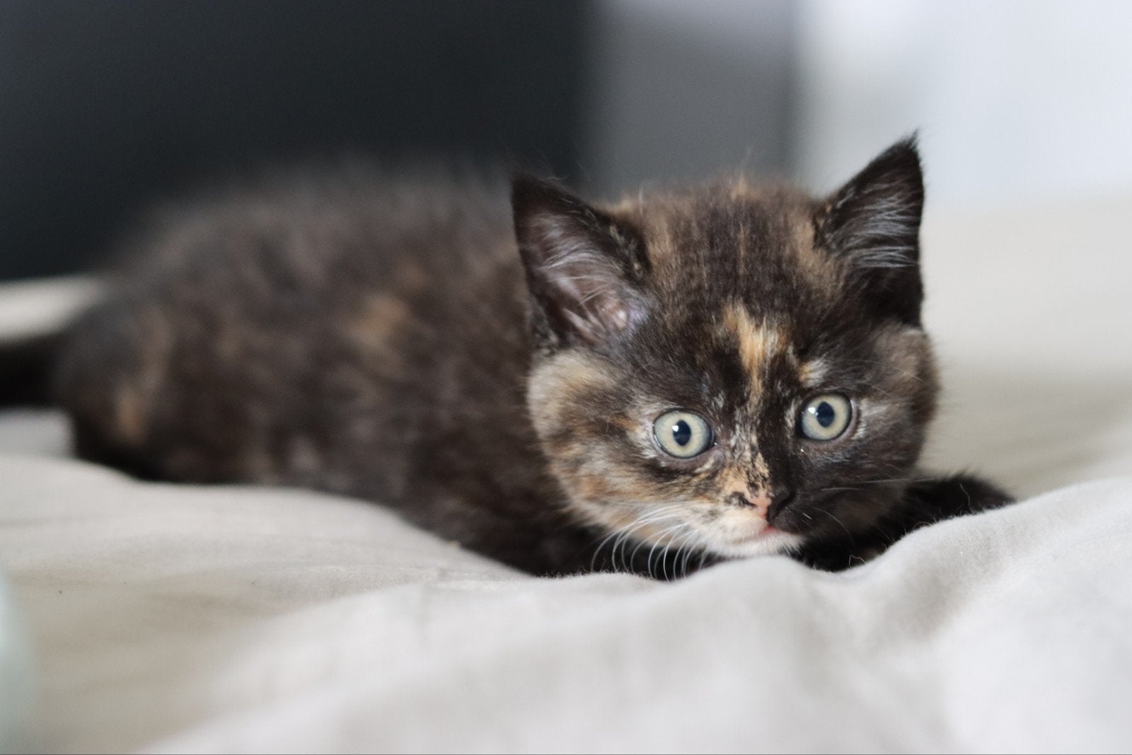 britse korthaar kittens - nog 3 poesjes, Dieren en Toebehoren, Poes, Gechipt, 0 tot 2 jaar