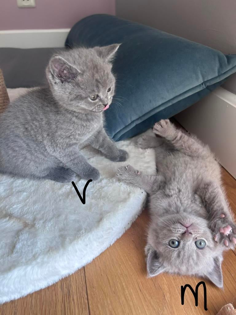 Raszuivere britse korthaar lilac, Dieren en Toebehoren, Katten en Kittens | Raskatten | Korthaar, Meerdere dieren, Ontwormd