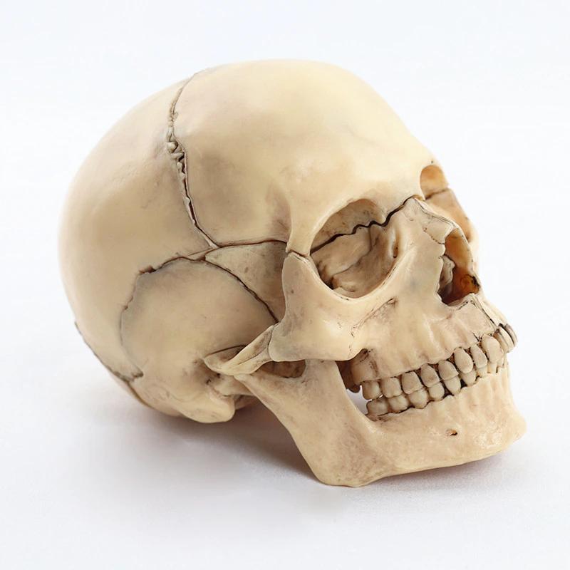 Menselijke Schedel Anatomie Model / Doodskop School Medisch, Diversen, Schoolbenodigdheden, Verzenden, Nieuw