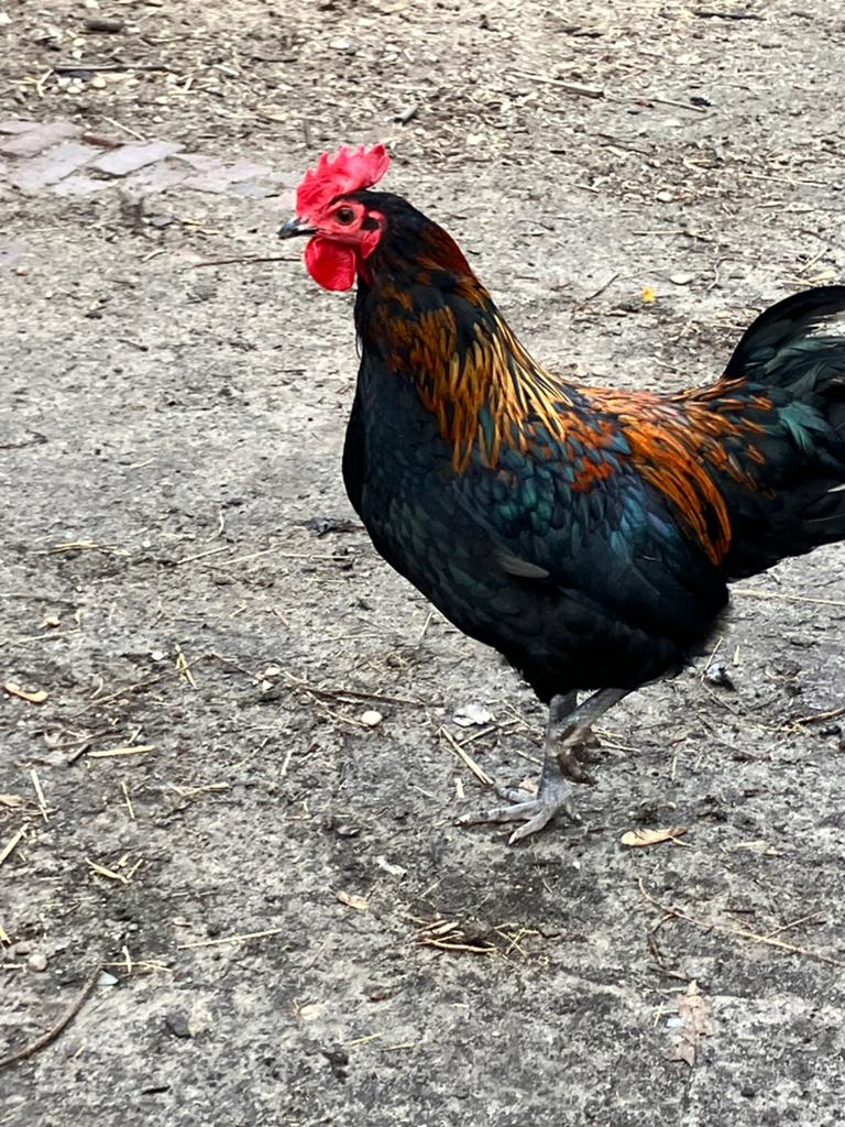 Mix haan Marans-Australorp-Araucana, Mannelijk, Kip