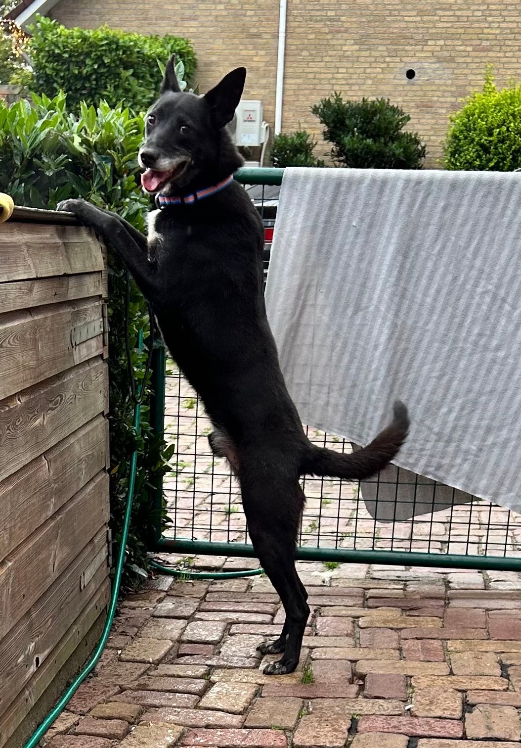Willy, medium mix reutje gecastreerd 4 jaar, Particulier, Reu, Buitenland, Eén hond