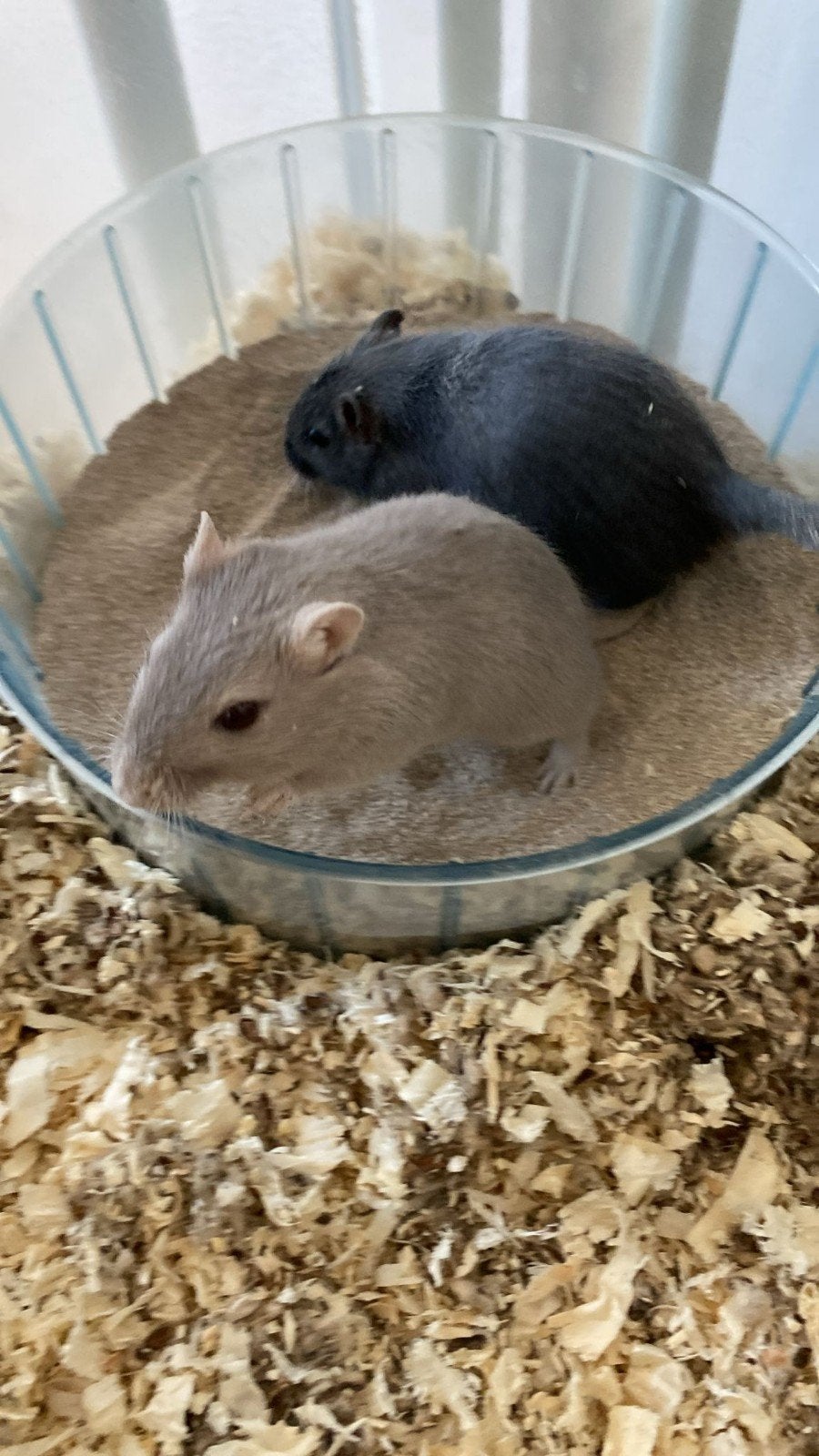 Two gerbil boys looking for new home, Februari, Mannelijk, Overige typen, Tam