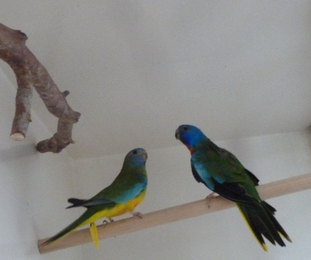 Koppel Splendid parkieten, Meerdere dieren, Parkiet