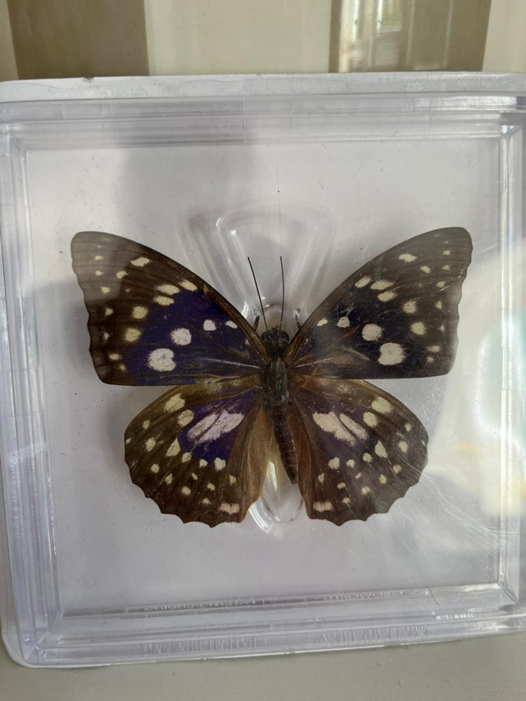 Vlinder in kunstof lijstje, Ophalen of Verzenden, Insect, Opgezet dier