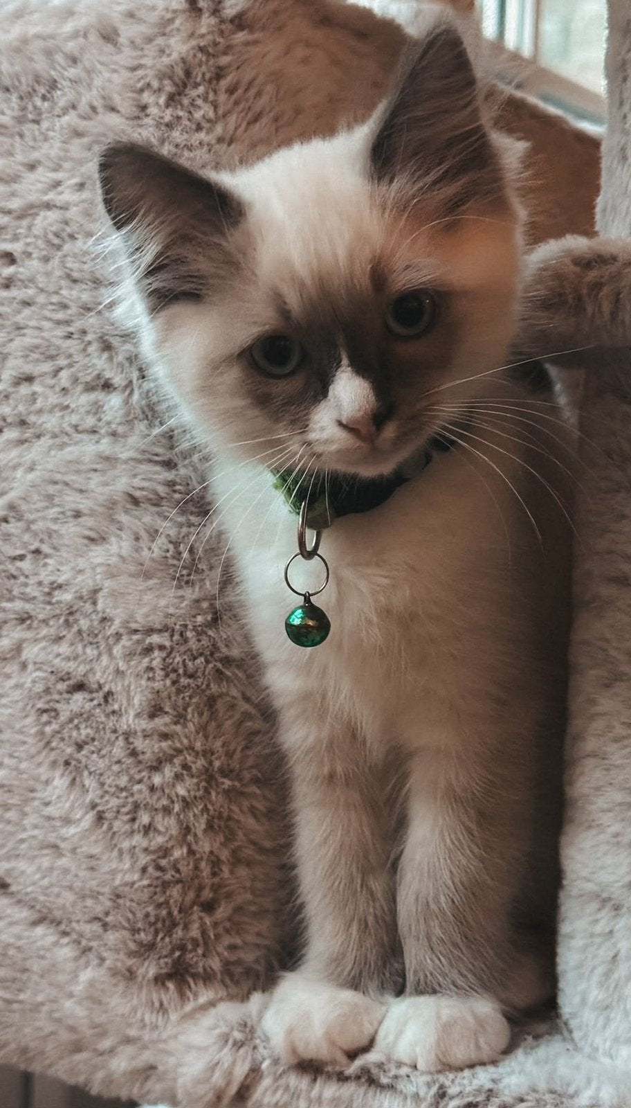 Ragdoll kittens, Meerdere dieren, Ontwormd, 0 tot 2 jaar