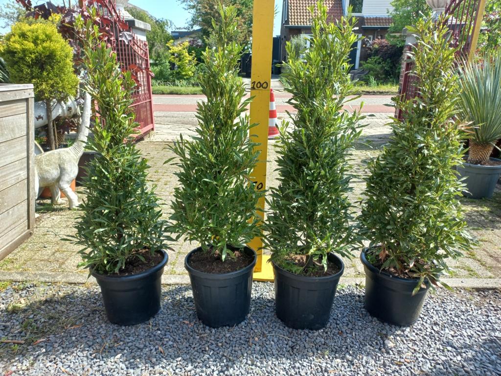 Laurus nobilis Angustifolia, Laurierkers., Ophalen, Overige soorten, Halfschaduw