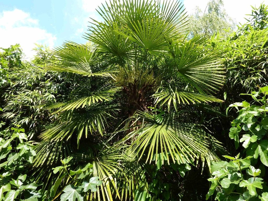 Trachycarpus fortunei, Winterharde palm, Volle zon, Vaste plant, Lente, Ophalen