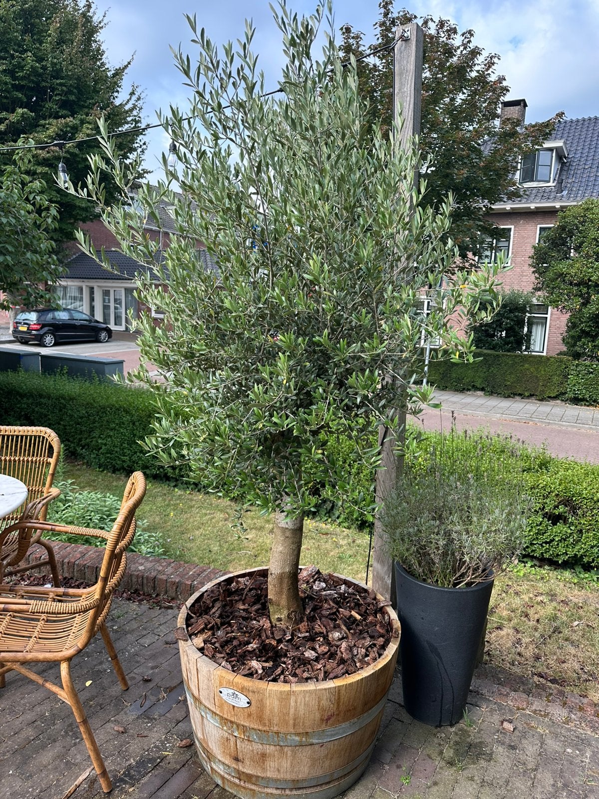 3 x olijfboom in half wijnvat., Ophalen