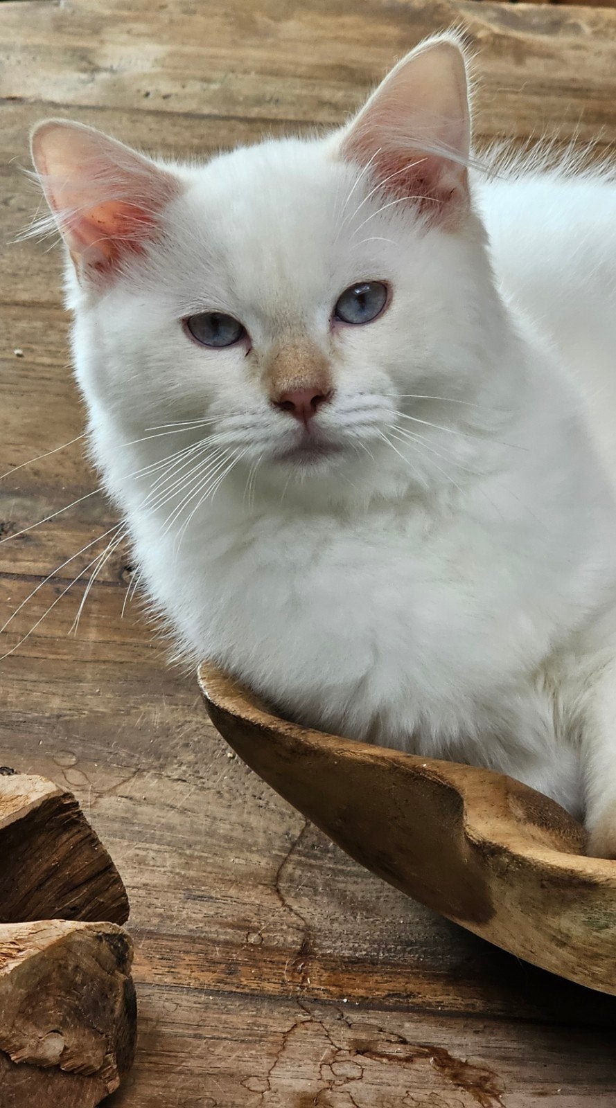 Fawn point Ragdoll katertje met Stamboom, Kater, Met stamboom