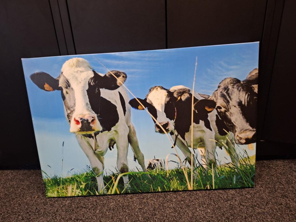 Koeien canvas groot, Ophalen of Verzenden, Schilderij, 75 cm of meer