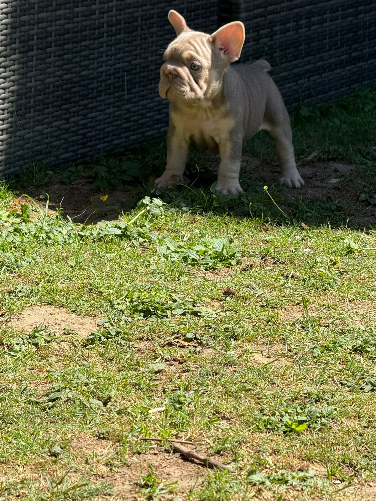 Franse bulldog pupjes 9 weekjes, Parvo, België, Particulier, 8 tot 15 weken