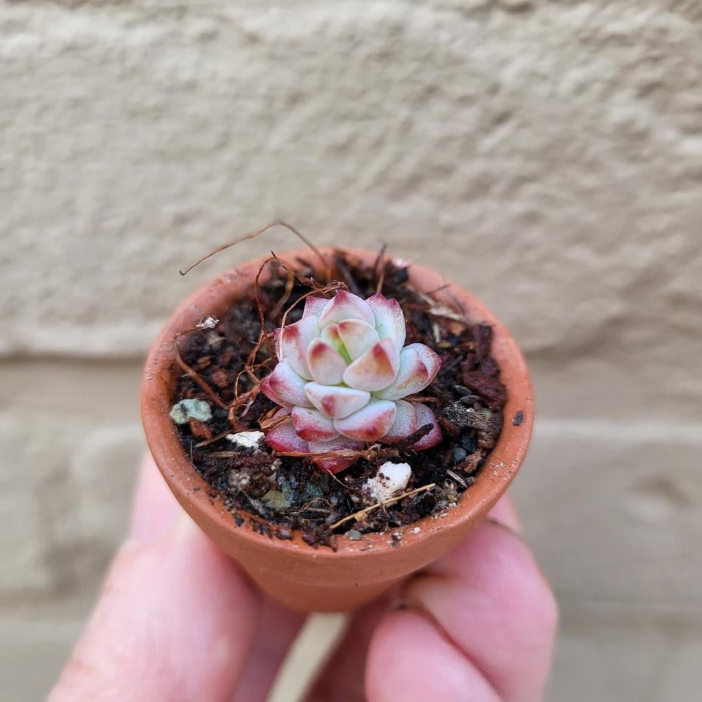 Sedum Perezderosae, Verzenden, Vetplant, Halfschaduw, Minder dan 100 cm