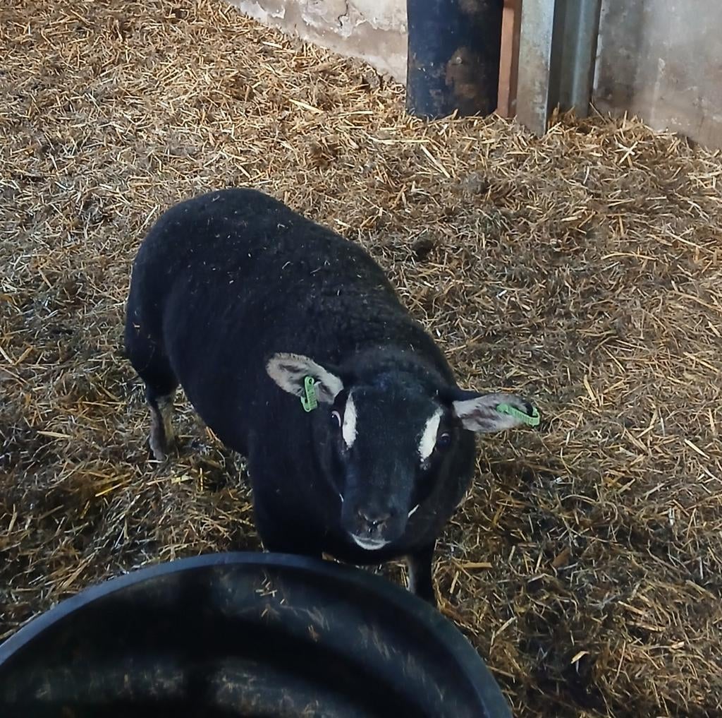 Dassenkop ramlam, Mannelijk, Schaap, 0 tot 2 jaar