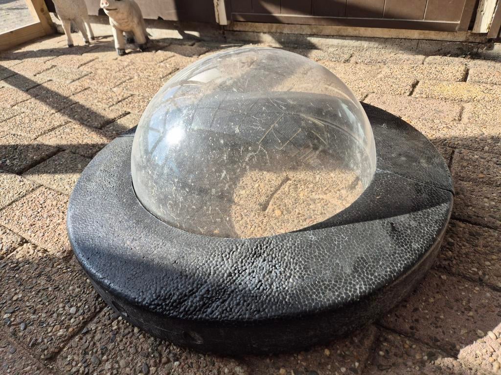 Visdome, Dieren en Toebehoren, Overige soorten