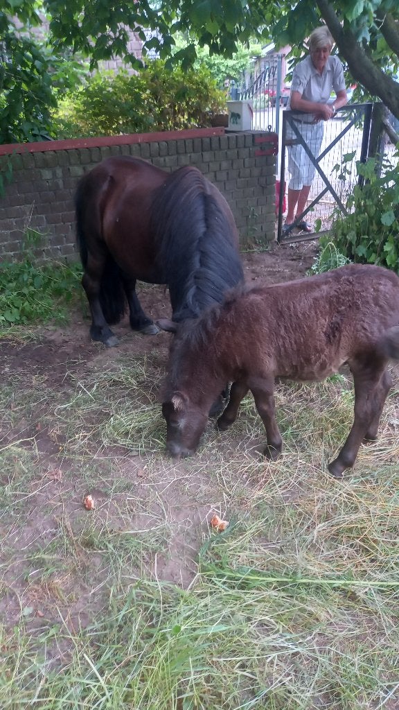 MOEDER EN ZOON TE KOOP MOOIE SHETJES, Meerdere dieren