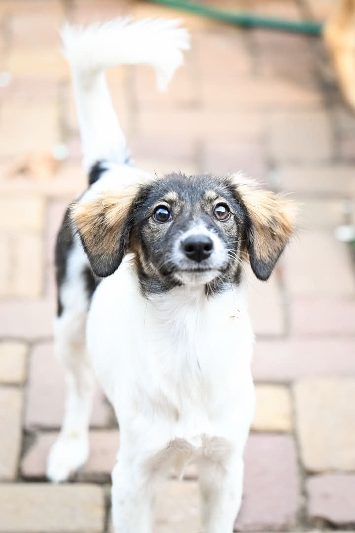 Simona, klein medium pup teefje 5 maanden, Particulier, 15 weken tot 1 jaar, Buitenland, Teef