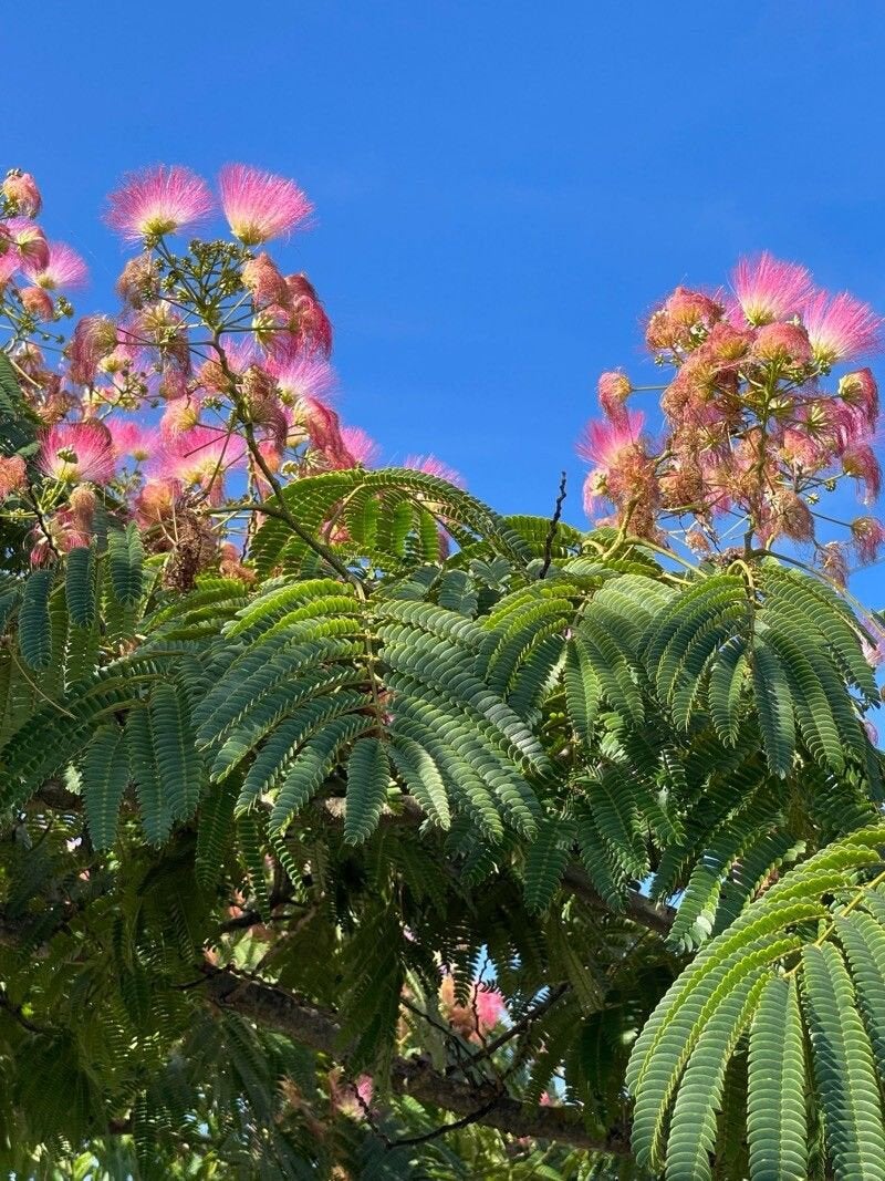 Perzische slaapboom - albizia julibrissin 140 cm, Ophalen, Volle zon, Overige soorten