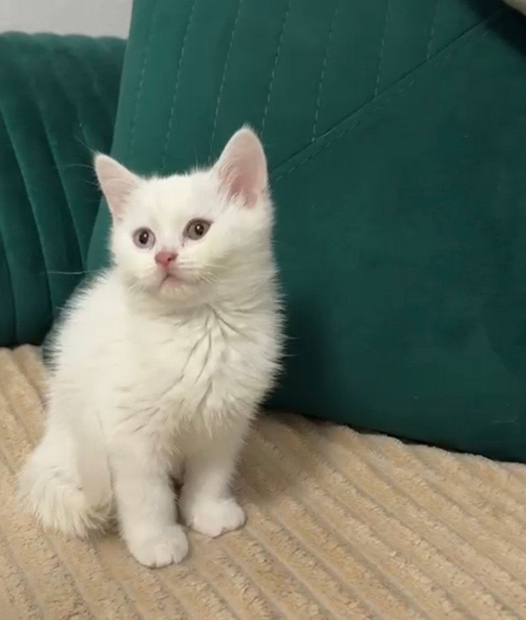 Europese Korthaar odd eyed poesje, Dieren en Toebehoren, Katten en Kittens | Raskatten | Langhaar, Poes, Ontwormd, 0 tot 2 jaar