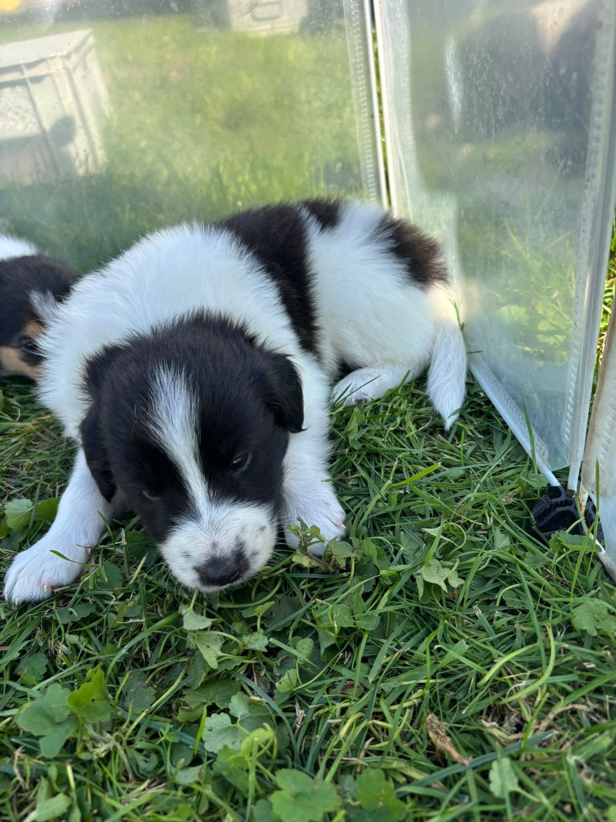 Nog 3 Puppies beschikbaar, België, Particulier, 8 tot 15 weken, Meerdere