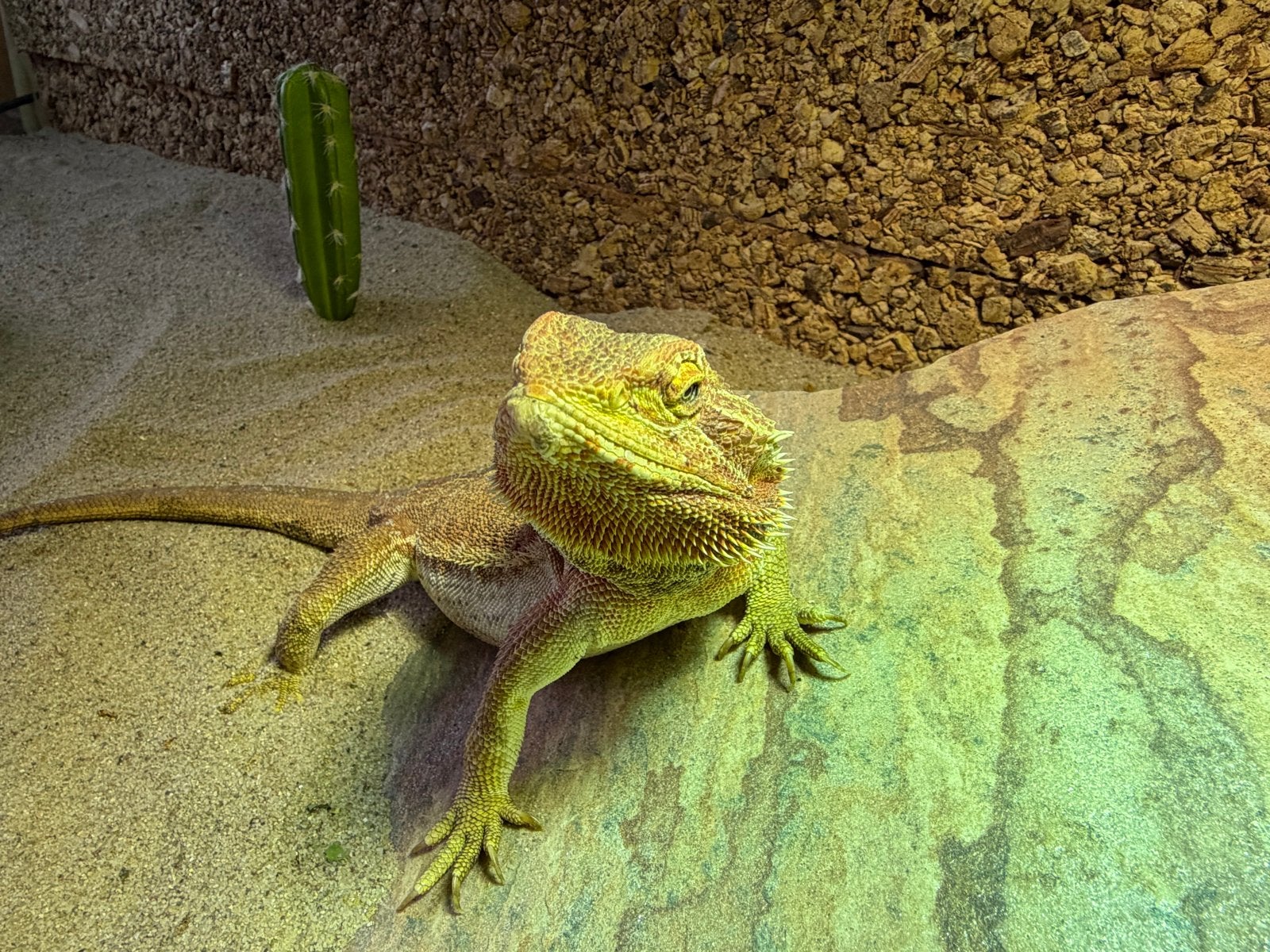 Mooie baardagaam, ongeveer 3 jaar oud. Bearded Dragon photo 6