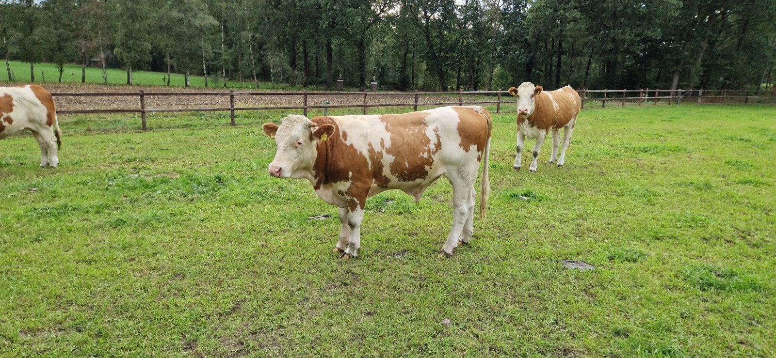 dekstier pinkenstier bolle springstier fokstier rijstieren, Dieren en Toebehoren, Runderen, Mannelijk, 0 tot 2 jaar