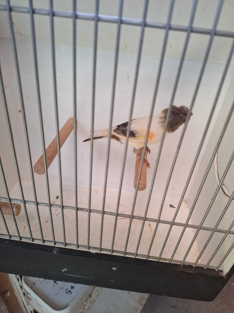 Te koop pop Harlekijn, Dieren en Toebehoren, Vogels | Kanaries, Vrouwelijk, Postuurkanarie