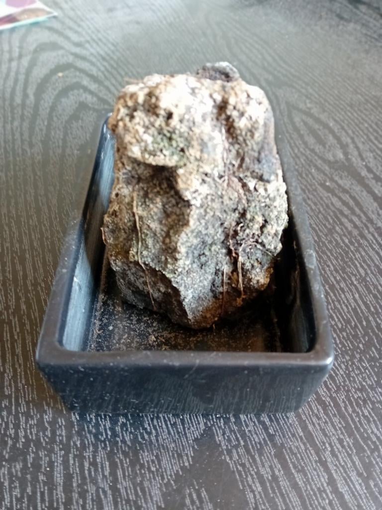 Lavasteen  in zwart bakje, Ophalen, Halfschaduw, Minder dan 100 cm