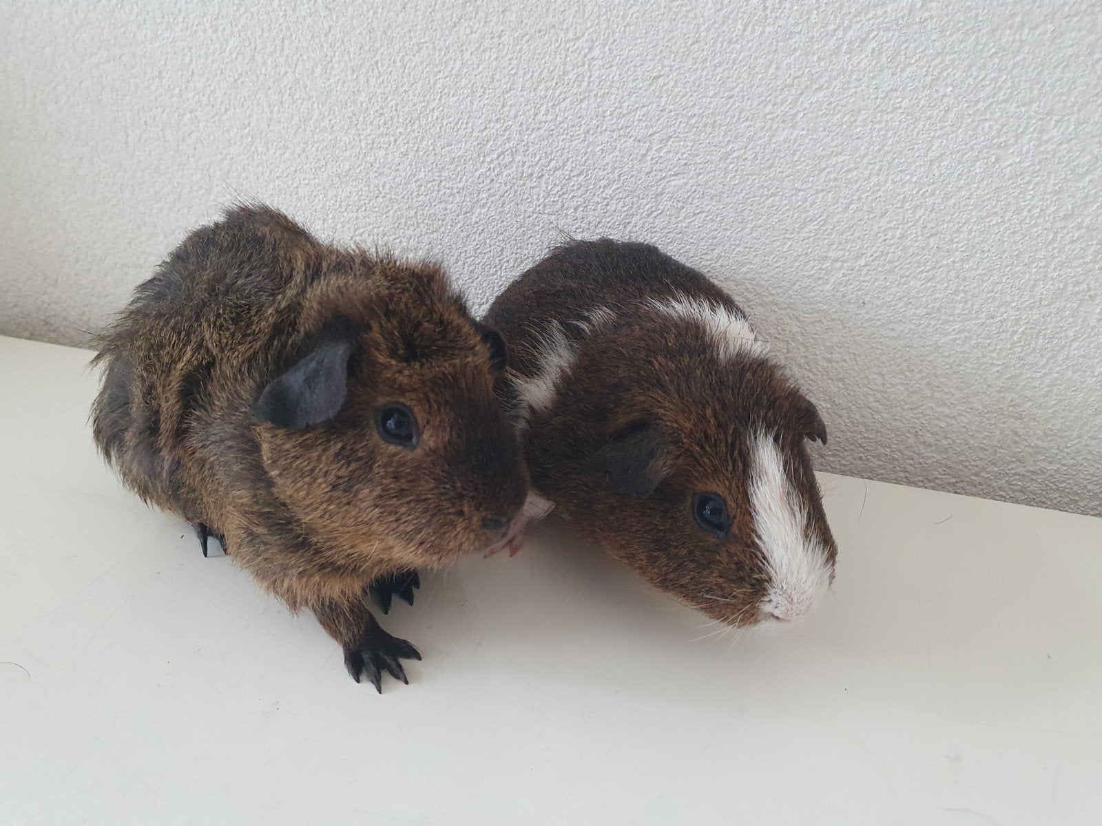 2 grote forse cavia broers van 1 jaar, Dieren en Toebehoren, September, Mannelijk, Cavia